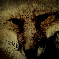 九尾の狐のイメージ